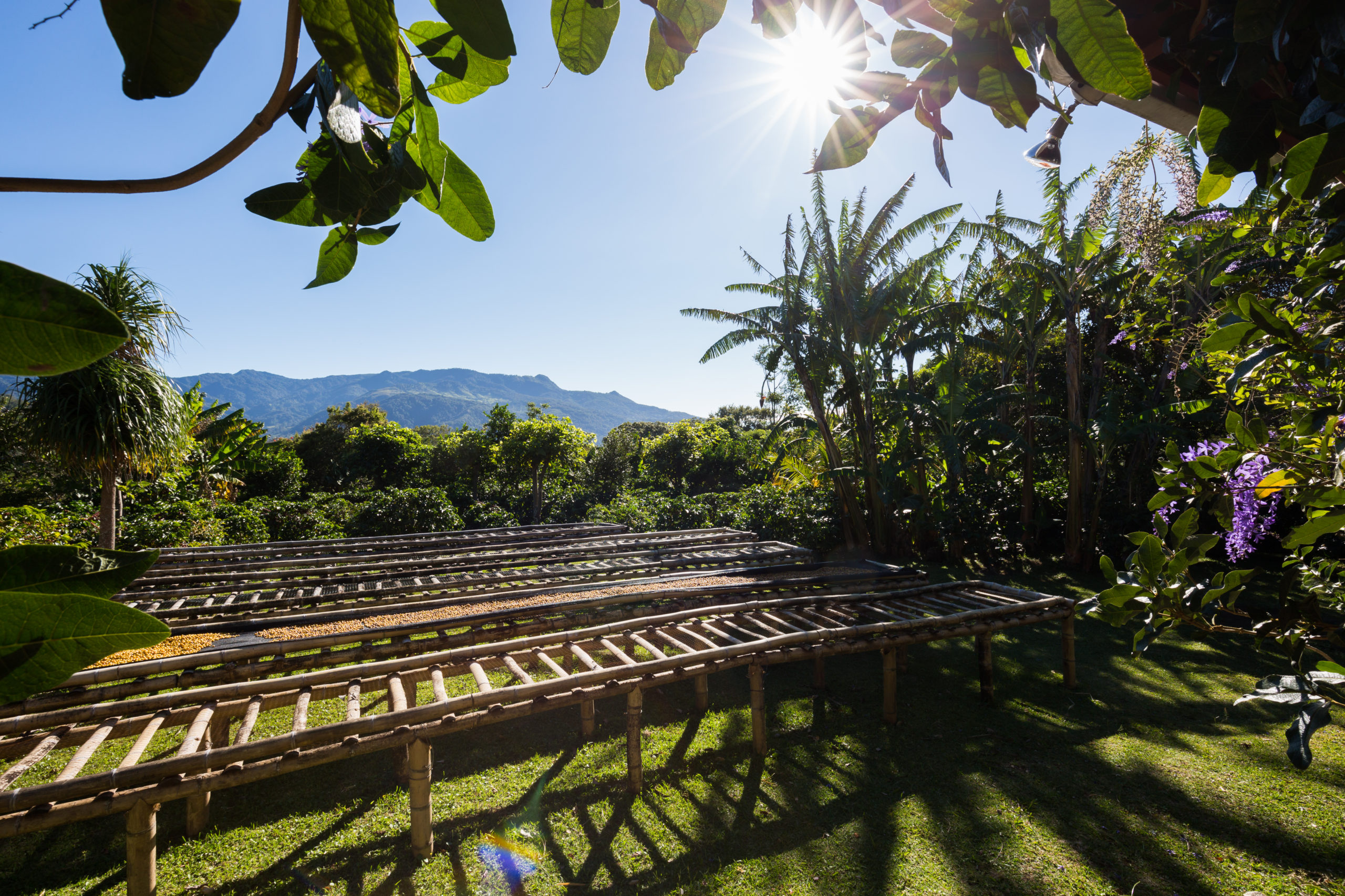 Yoga Retreats in Boquete, Panama: The Complete Guide
